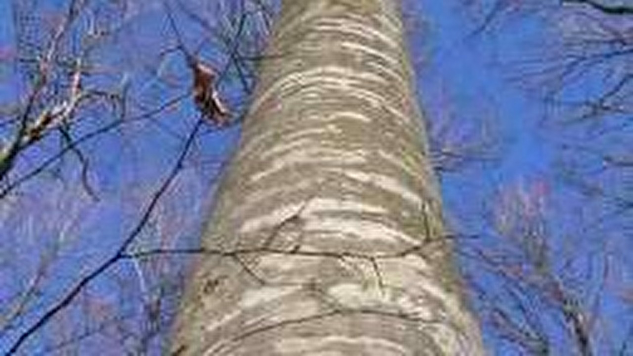 Bukva-Beech.jpg