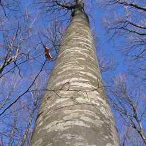 Bukva-Beech.jpg