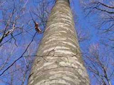 Bukva-Beech.jpg