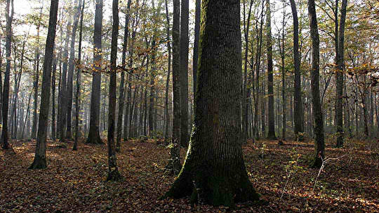 Hrast-Oak.jpg