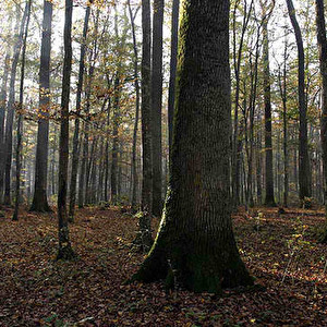 Hrast-Oak.jpg