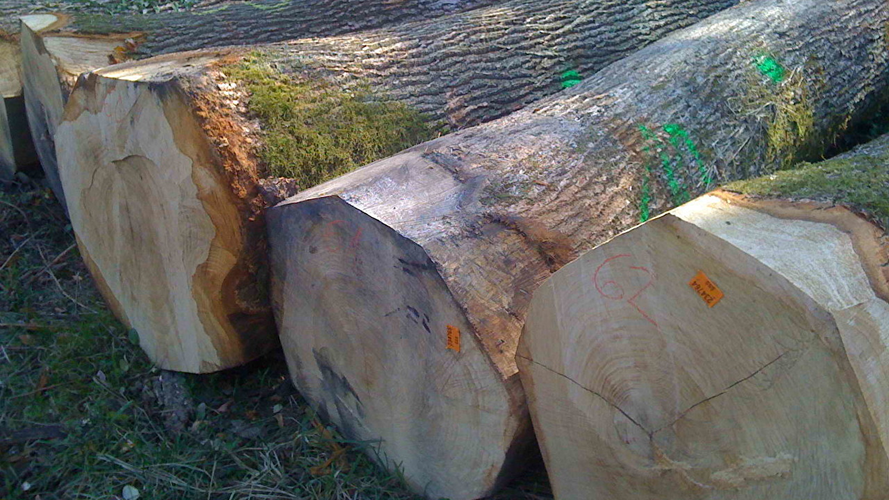 Hrast-Oak_Logs.jpg