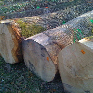 Hrast-Oak_Logs.jpg