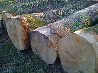Hrast-Oak_Logs.jpg